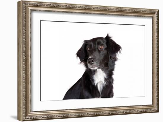 Mutt-Fabio Petroni-Framed Photographic Print