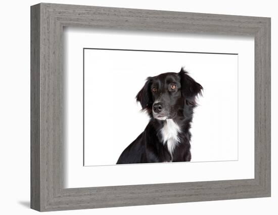 Mutt-Fabio Petroni-Framed Photographic Print