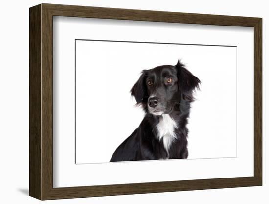 Mutt-Fabio Petroni-Framed Photographic Print