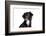 Mutt-Fabio Petroni-Framed Photographic Print