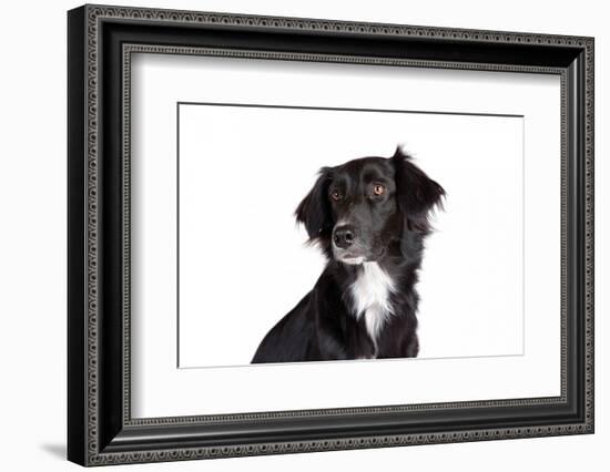 Mutt-Fabio Petroni-Framed Photographic Print