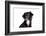 Mutt-Fabio Petroni-Framed Photographic Print