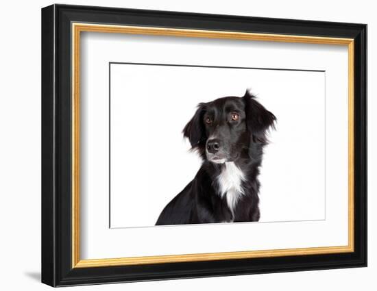 Mutt-Fabio Petroni-Framed Photographic Print