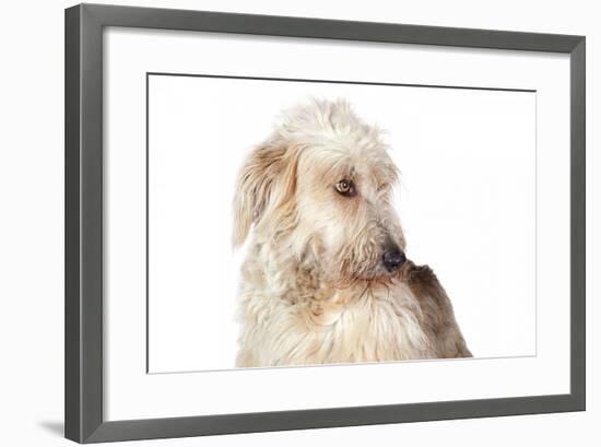 Mutt-Fabio Petroni-Framed Photographic Print