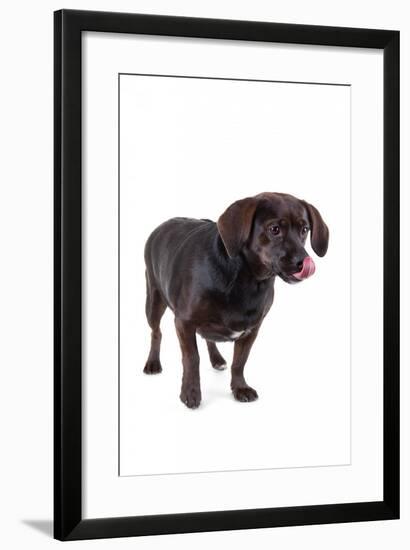 Mutt-Fabio Petroni-Framed Photographic Print