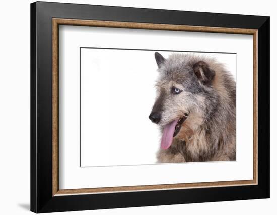 Mutt-Fabio Petroni-Framed Photographic Print