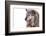 Mutt-Fabio Petroni-Framed Photographic Print