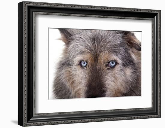 Mutt-Fabio Petroni-Framed Photographic Print