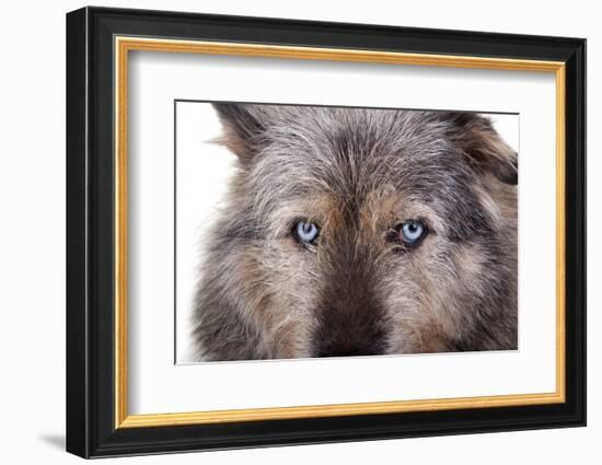 Mutt-Fabio Petroni-Framed Photographic Print