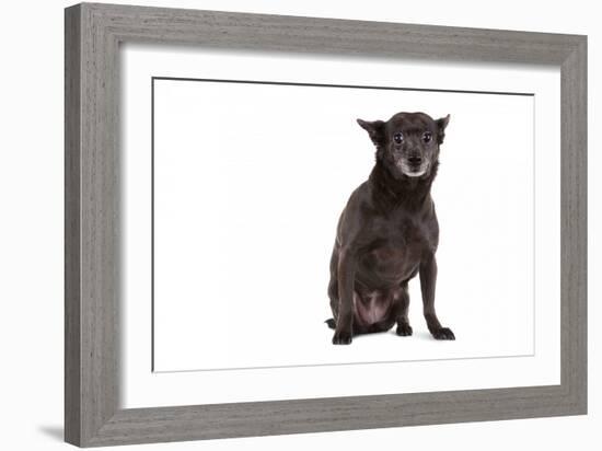 Mutt-Fabio Petroni-Framed Photographic Print