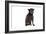 Mutt-Fabio Petroni-Framed Photographic Print