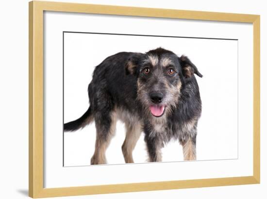 Mutt-Fabio Petroni-Framed Photographic Print