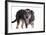 Mutt-Fabio Petroni-Framed Photographic Print