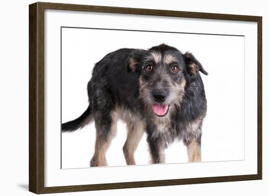 Mutt-Fabio Petroni-Framed Photographic Print