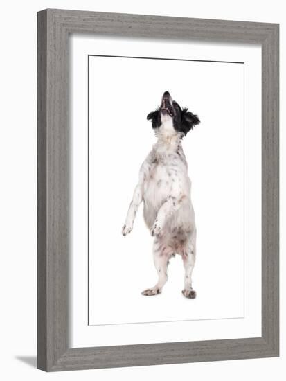 Mutt-Fabio Petroni-Framed Photographic Print