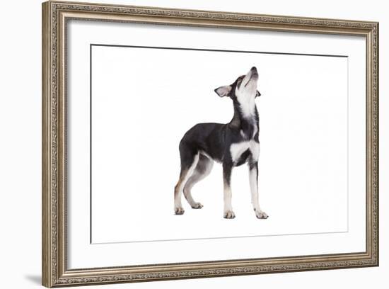 Mutt-Fabio Petroni-Framed Photographic Print