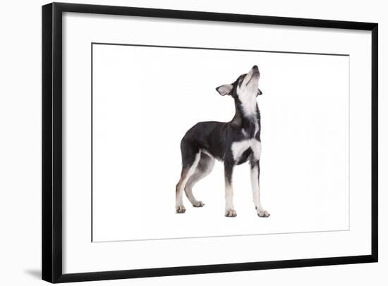 Mutt-Fabio Petroni-Framed Photographic Print