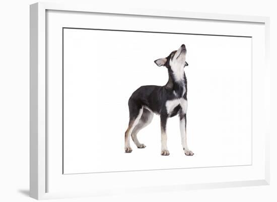 Mutt-Fabio Petroni-Framed Photographic Print