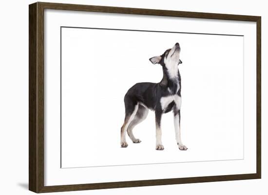 Mutt-Fabio Petroni-Framed Photographic Print