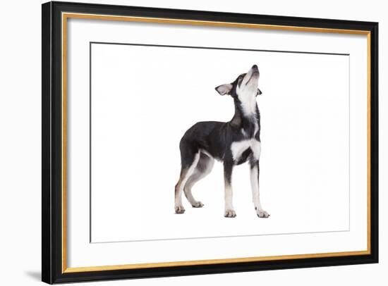 Mutt-Fabio Petroni-Framed Photographic Print