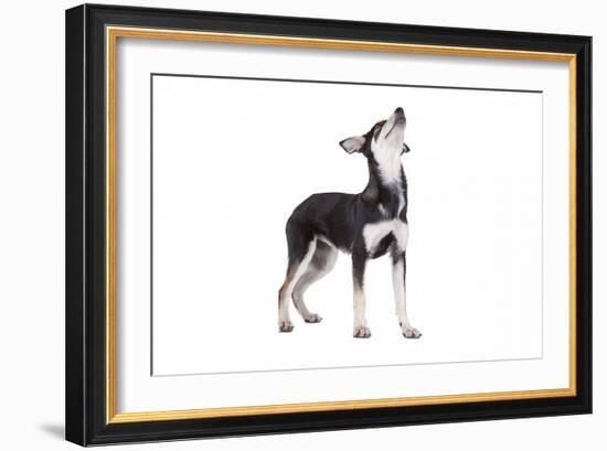 Mutt-Fabio Petroni-Framed Photographic Print