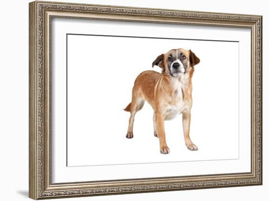 Mutt-Fabio Petroni-Framed Photographic Print