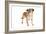 Mutt-Fabio Petroni-Framed Photographic Print