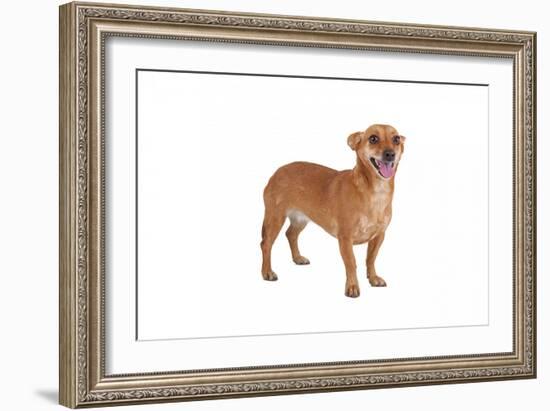 Mutt-Fabio Petroni-Framed Photographic Print