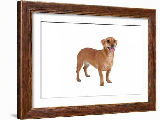 Mutt-Fabio Petroni-Framed Photographic Print