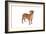 Mutt-Fabio Petroni-Framed Photographic Print