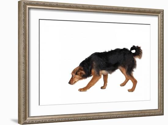 Mutt-Fabio Petroni-Framed Photographic Print