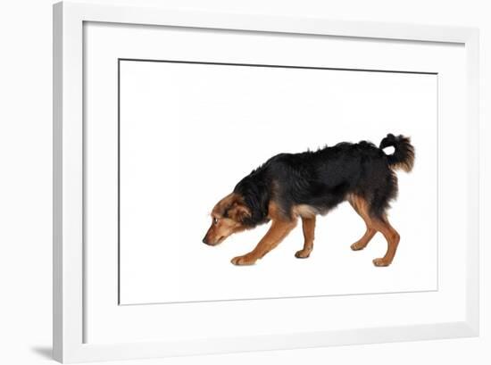 Mutt-Fabio Petroni-Framed Photographic Print