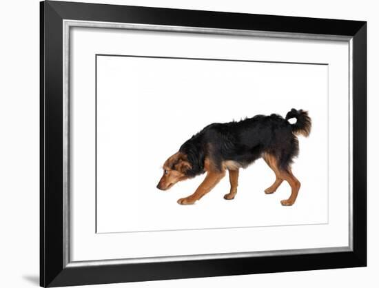 Mutt-Fabio Petroni-Framed Photographic Print