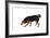 Mutt-Fabio Petroni-Framed Photographic Print