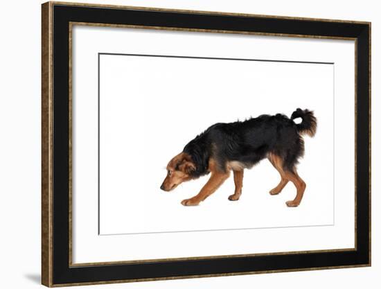 Mutt-Fabio Petroni-Framed Photographic Print