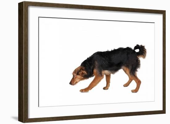 Mutt-Fabio Petroni-Framed Photographic Print