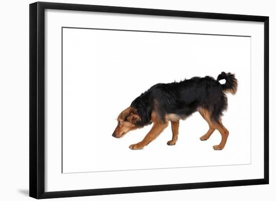 Mutt-Fabio Petroni-Framed Photographic Print