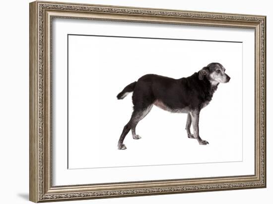 Mutt-Fabio Petroni-Framed Photographic Print