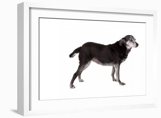 Mutt-Fabio Petroni-Framed Photographic Print