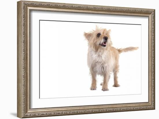 Mutt-Fabio Petroni-Framed Photographic Print