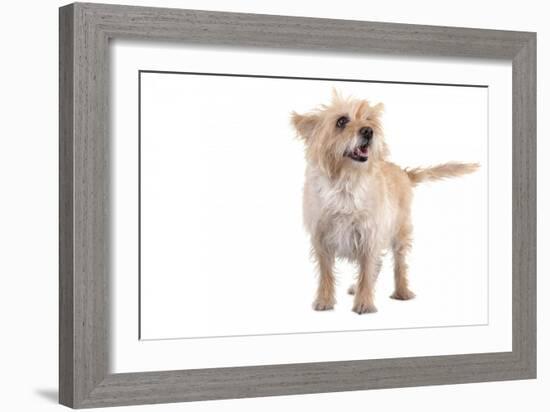 Mutt-Fabio Petroni-Framed Photographic Print