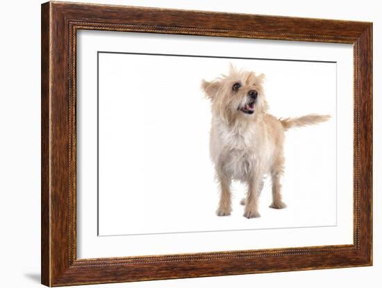 Mutt-Fabio Petroni-Framed Photographic Print