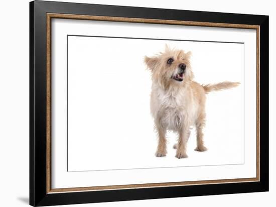 Mutt-Fabio Petroni-Framed Photographic Print