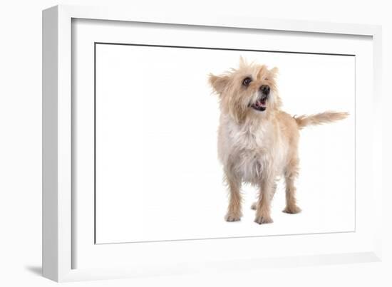 Mutt-Fabio Petroni-Framed Photographic Print