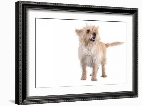 Mutt-Fabio Petroni-Framed Photographic Print