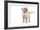 Mutt-Fabio Petroni-Framed Photographic Print