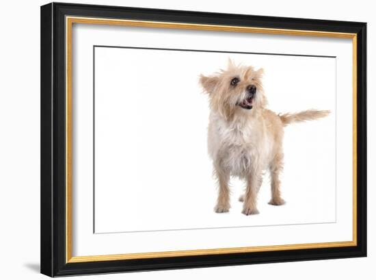 Mutt-Fabio Petroni-Framed Photographic Print