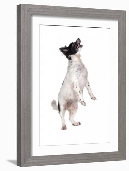 Mutt-Fabio Petroni-Framed Photographic Print