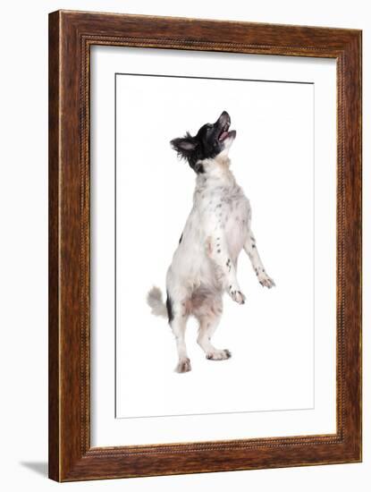 Mutt-Fabio Petroni-Framed Photographic Print