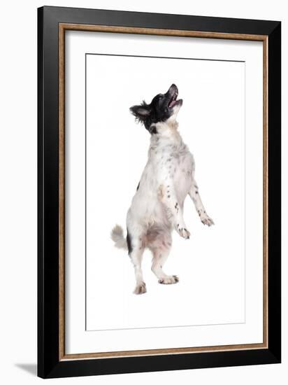 Mutt-Fabio Petroni-Framed Photographic Print